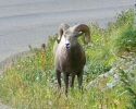 PICTURES/Glacier When It Rains/t_Mountain Sheep6a.jpg